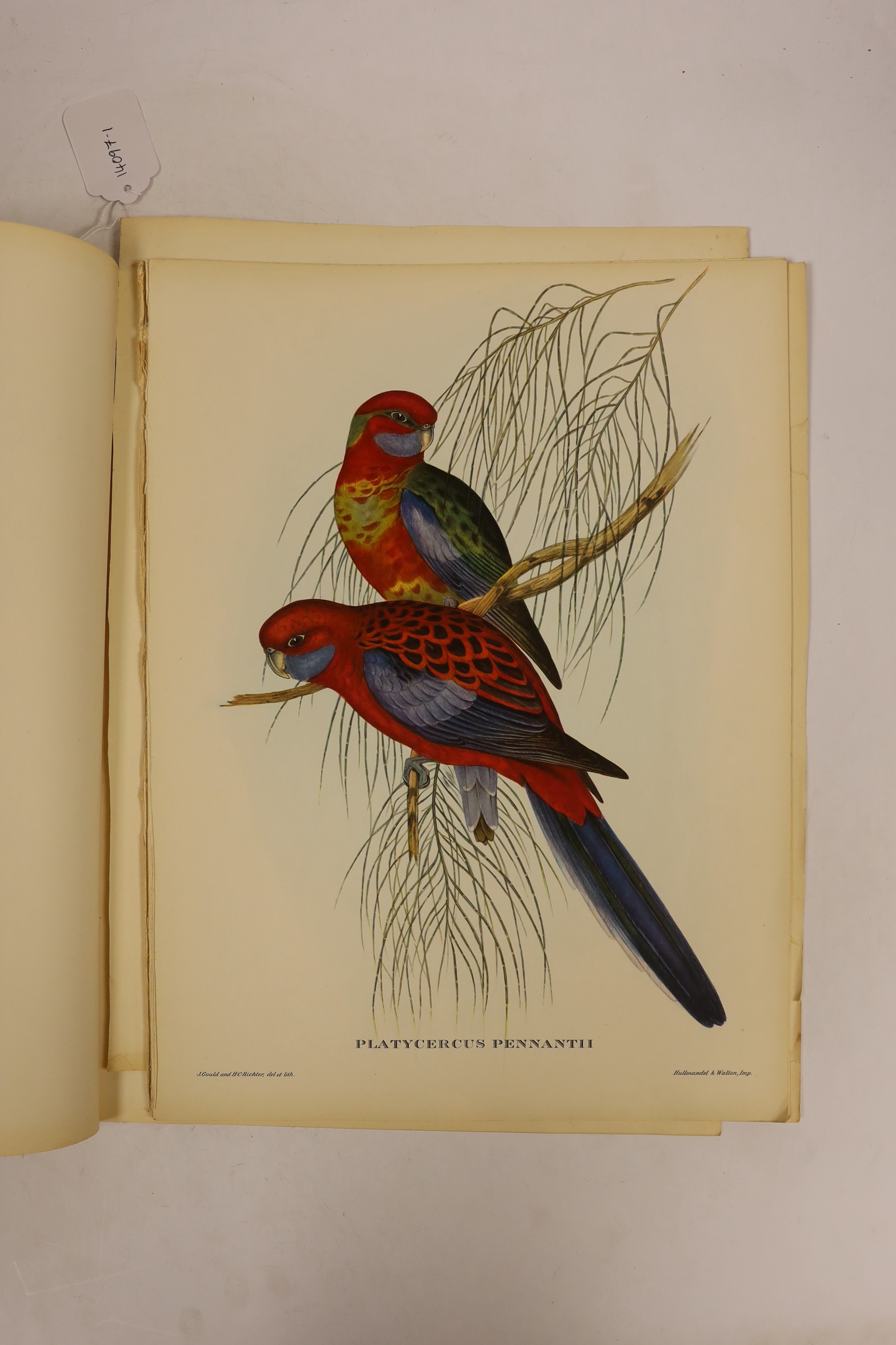 After John Gould (1804-1881) & H C Richter, 'Uccelli Tropicali', a folio of ten colour lithographs, birds, 40 x 30cm